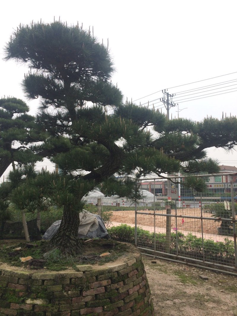 平顶松价格：市场需求与行业动态