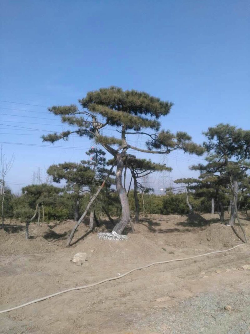 造型油松批发：绿植艺术中的新风尚