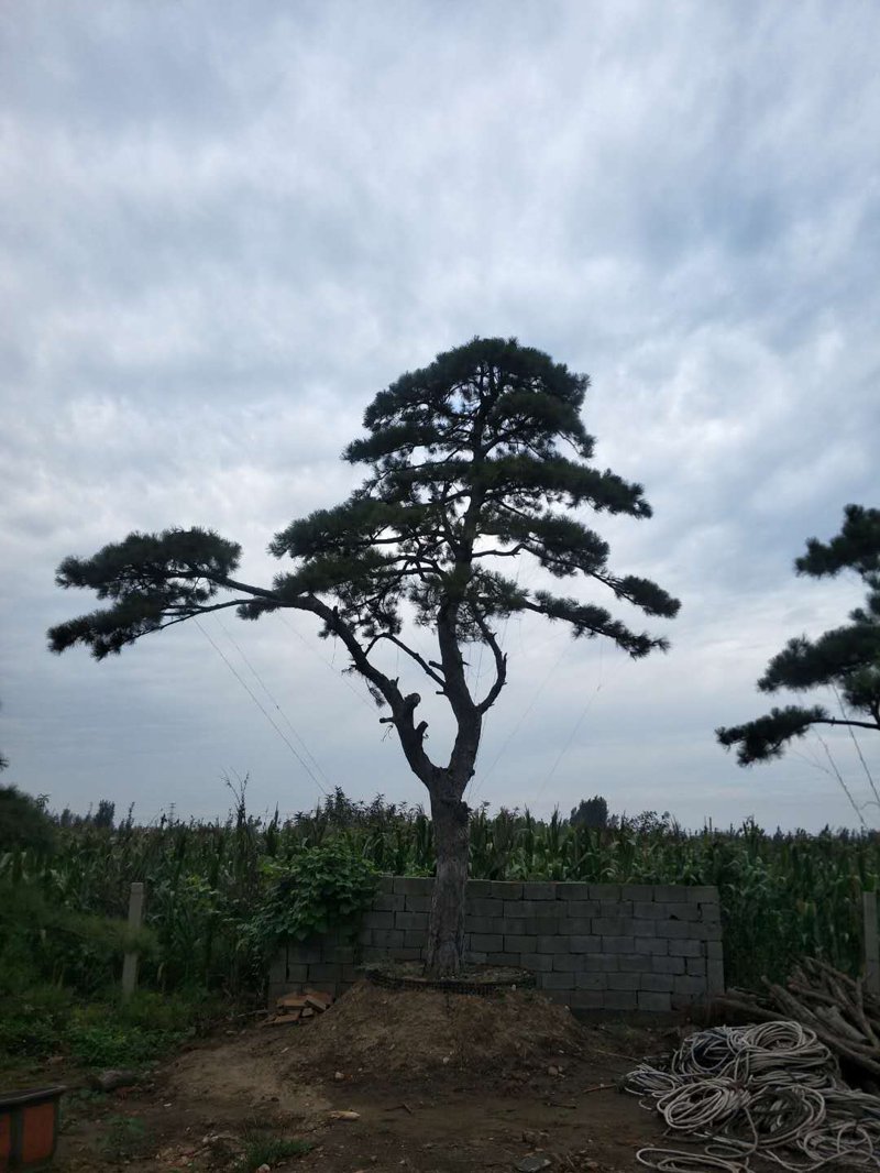 造型油松批发