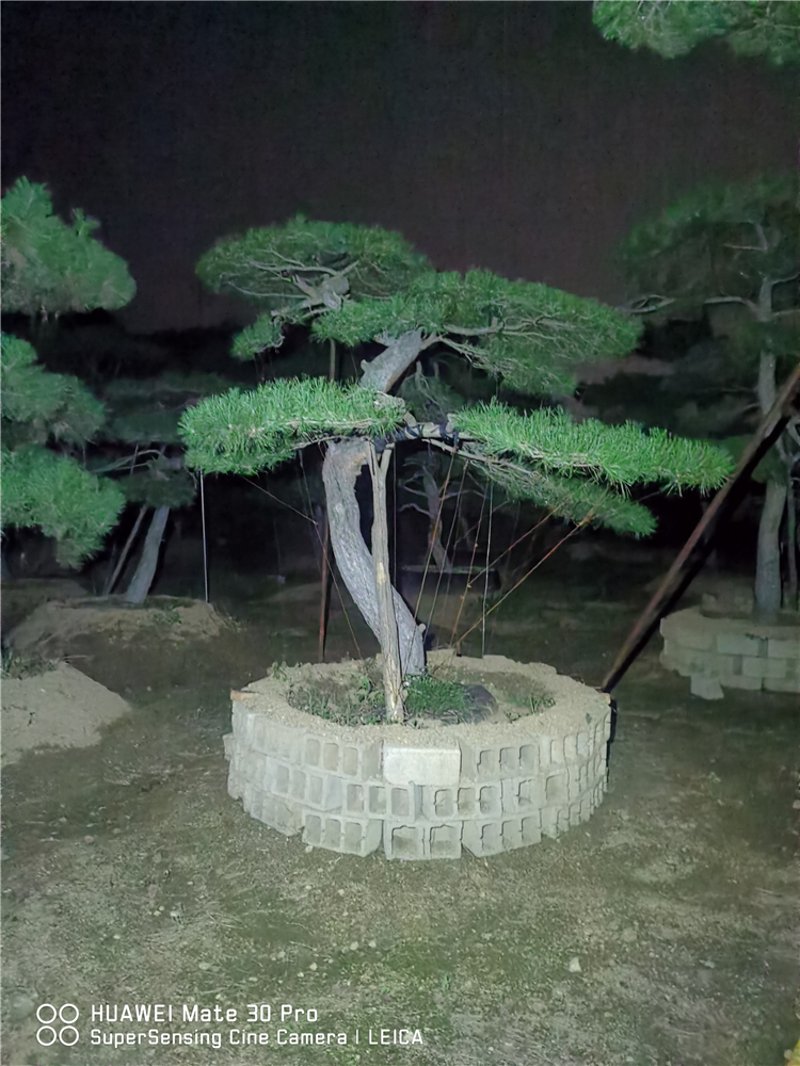 黑松产地报价动态观察