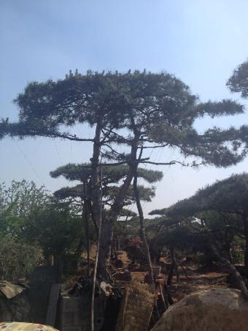 平顶松价格趋势与市场分析