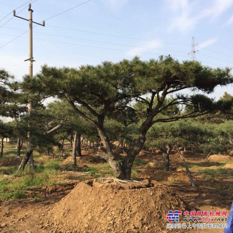 平顶松价格