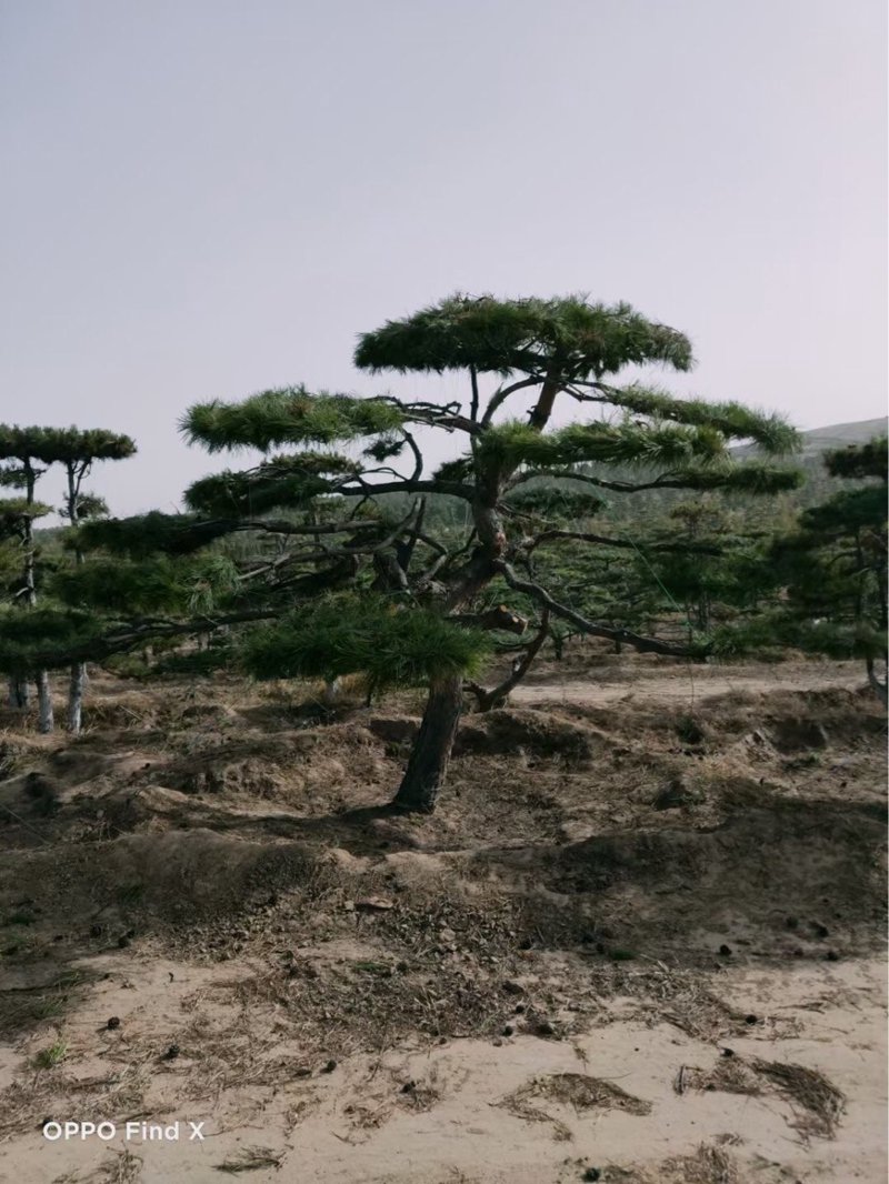 探索黑松产地:揭秘最新报价与种植技巧
