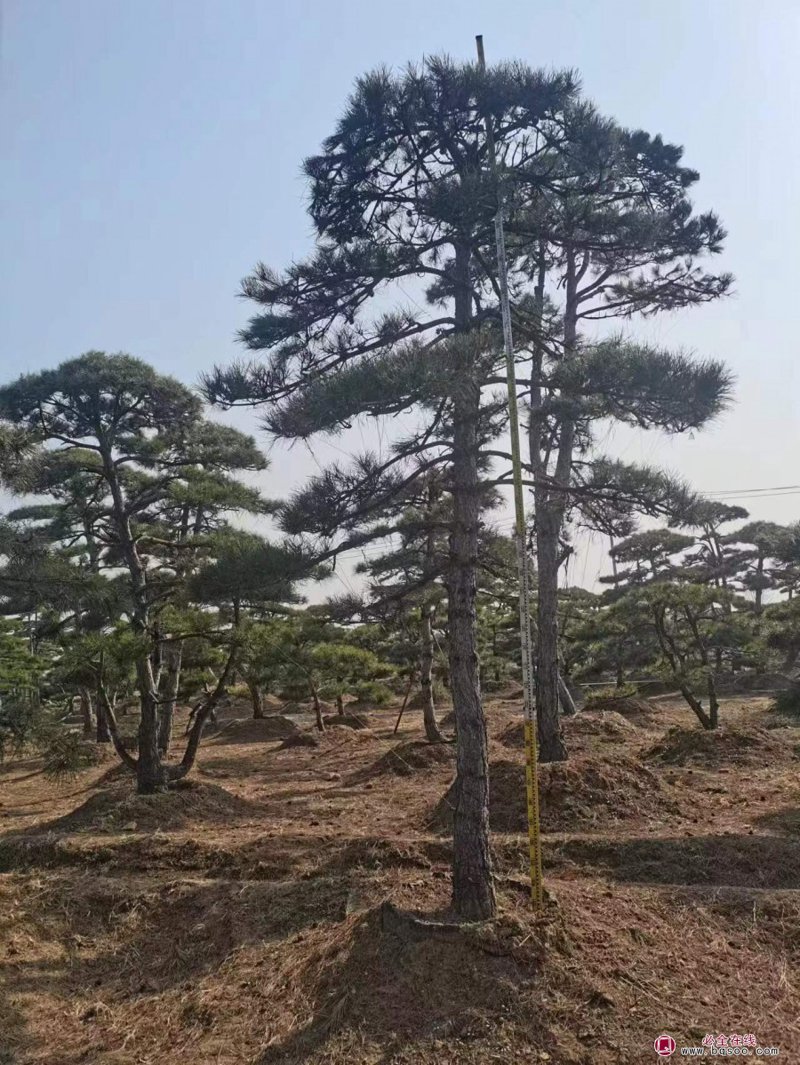 景观松价格