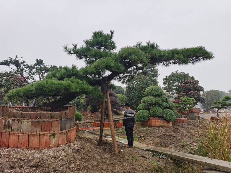 黑松价格