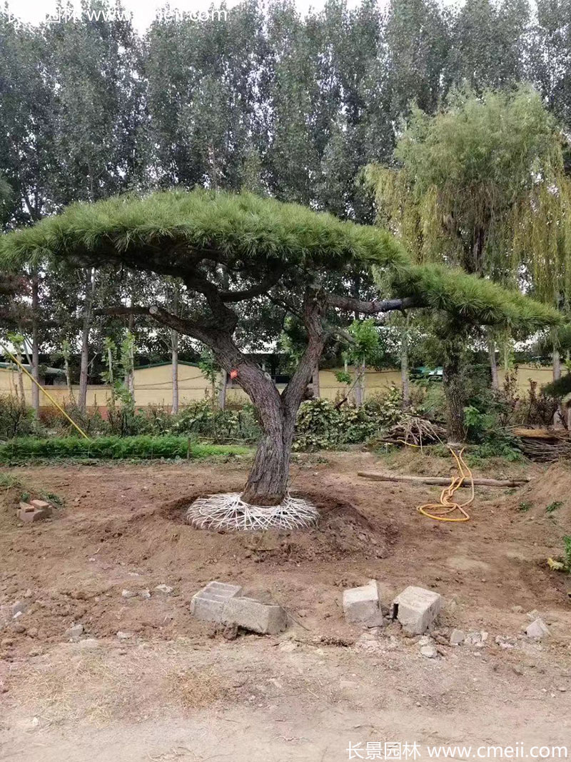 深入了解黑松产地报价：选购指南