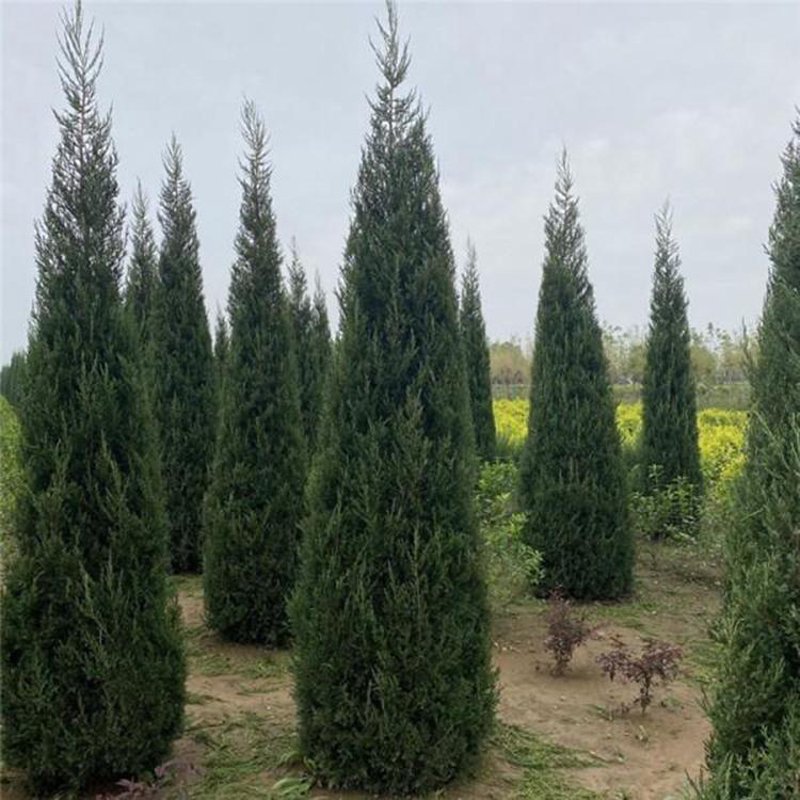 造型油松批发选购指南：打造绿意盎然景观的秘密武器