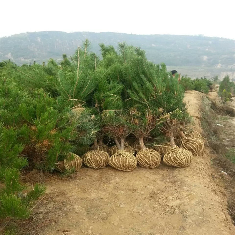 柳州造型油松：城市绿化的精致点缀
