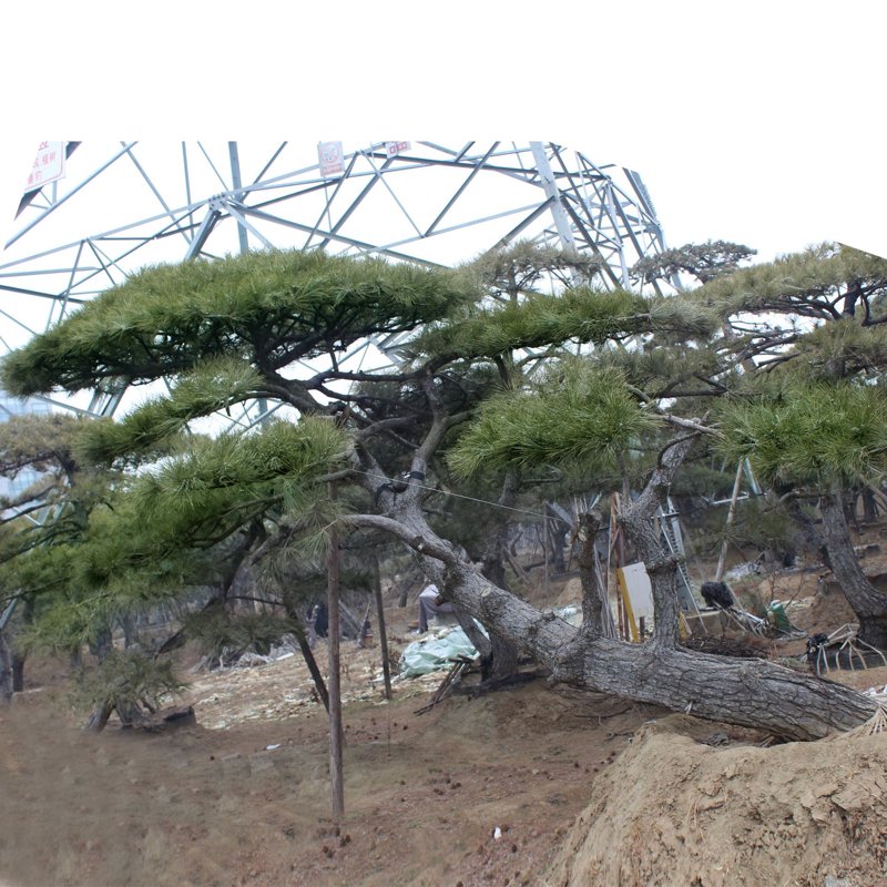 柳州油松的造型艺术与养护知识