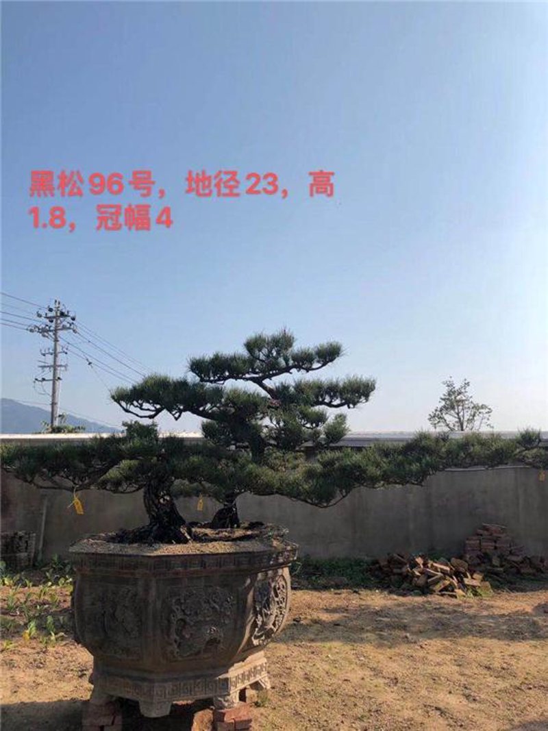 黑松价格选购指南：如何选到性价比高的优质黑松？