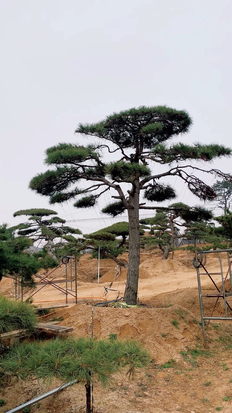 黑松价格动态:探寻最新市场风向