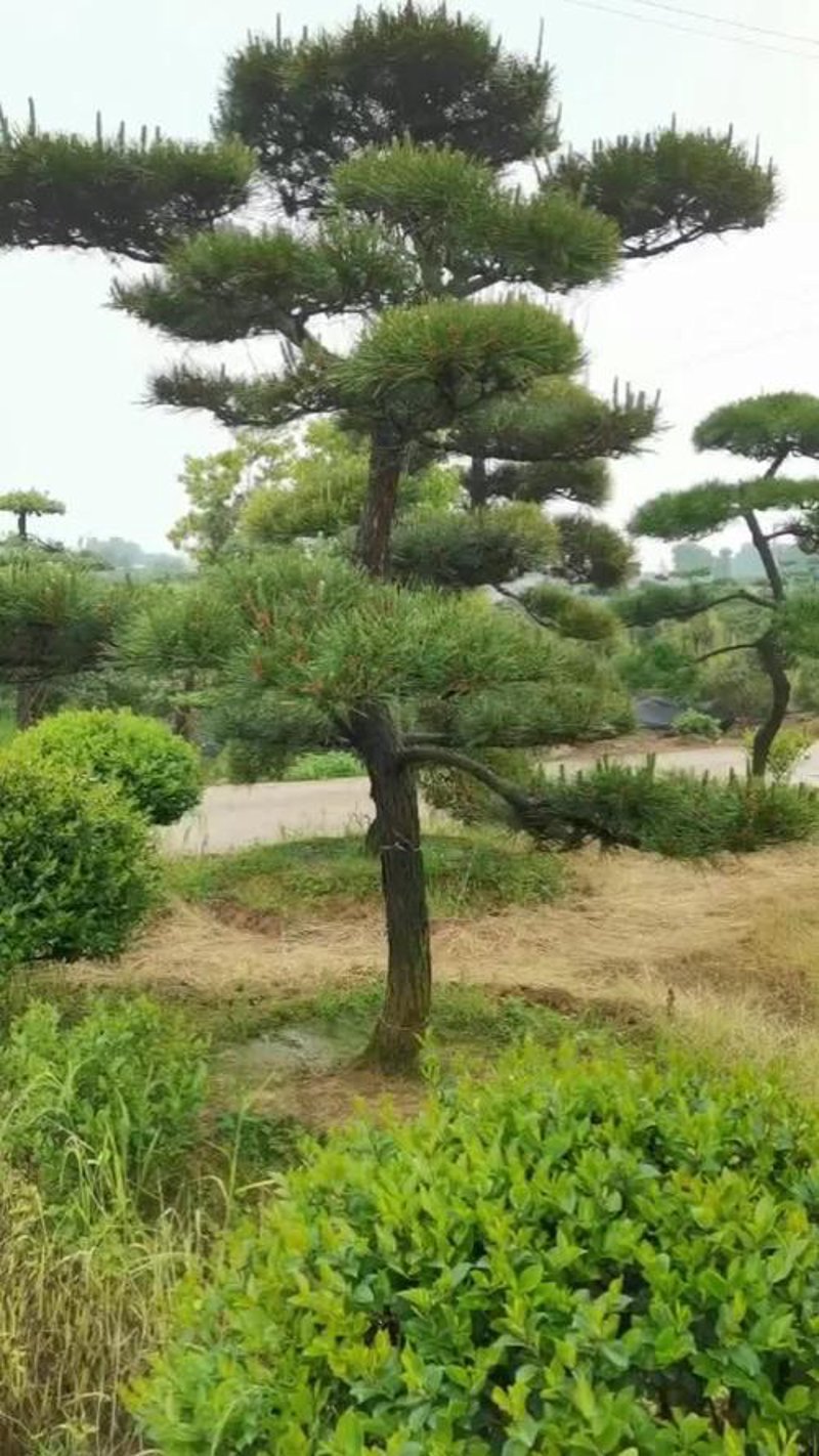 平顶松价格趋势与市场分析