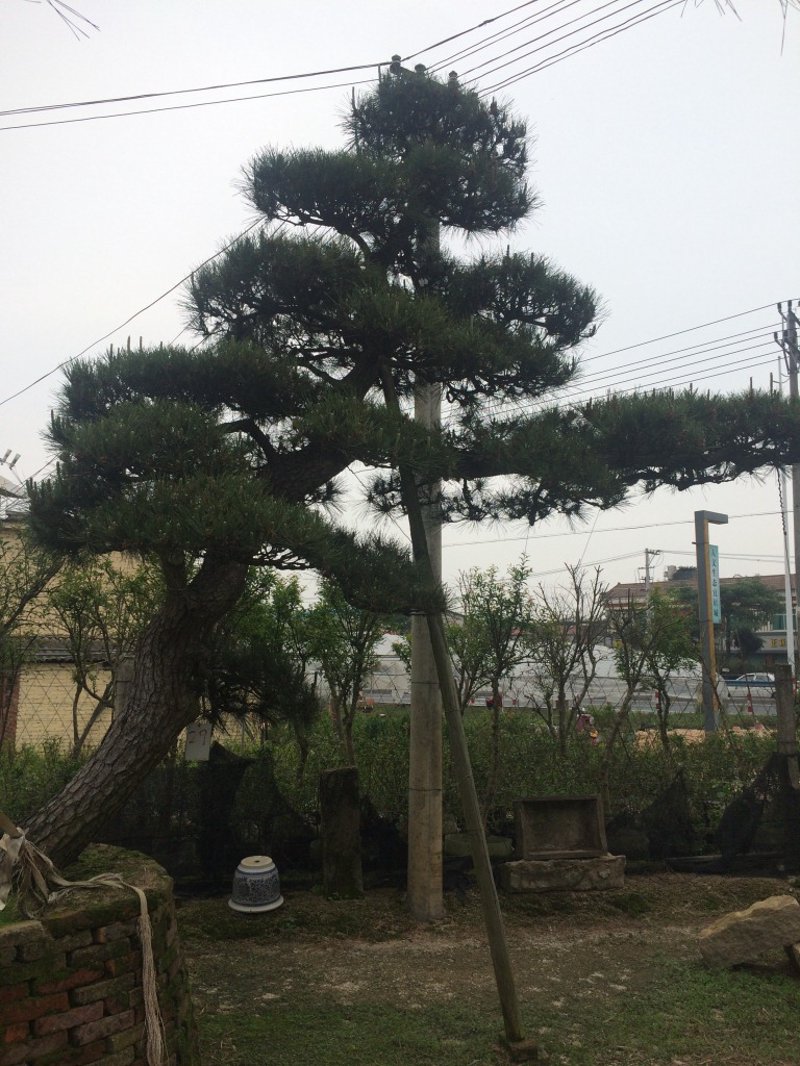 柳州造型油松：城市绿化的时尚选择