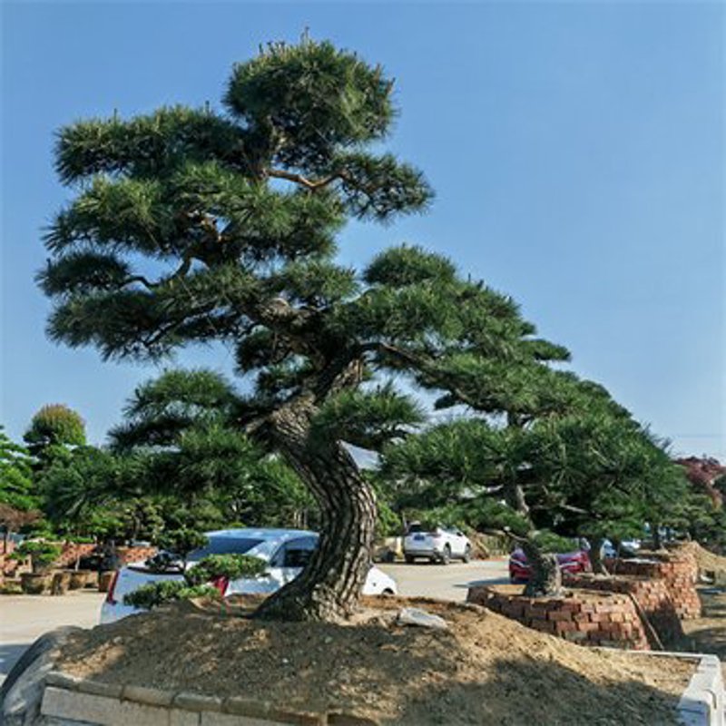 柳州造型油松：城市绿化的时尚选择