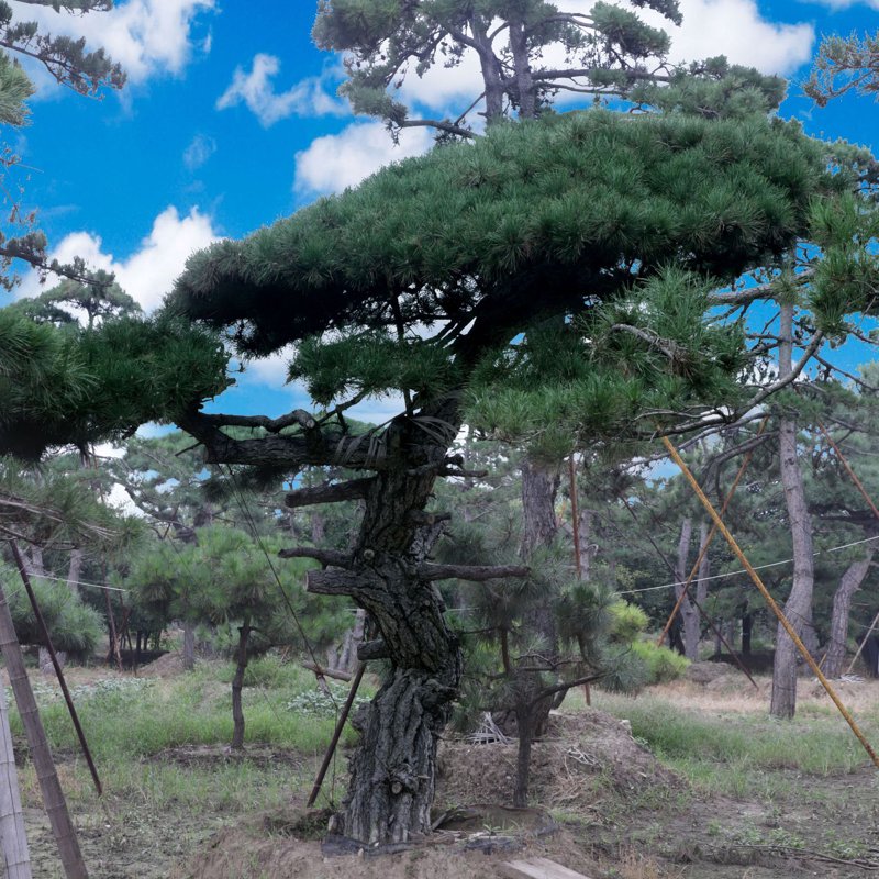 黑松产地报价